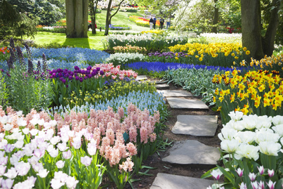 Hollandiában ilyenkor gyönyörűek a tulipánföldek - Képeken a legvirágosabb helyek Európában