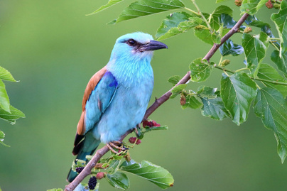 10 kvízkérdés madárbarátoknak: hogy hívják ezt a szép kék madarat?