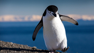 Így indultak kirándulásra a pingvinek egy bezárt amerikai víziállatkertben