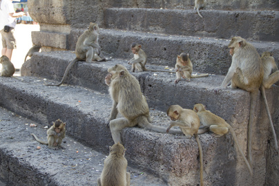 Rosszul jártak a majmok: az állatvilágra is hatással van a koronavírus