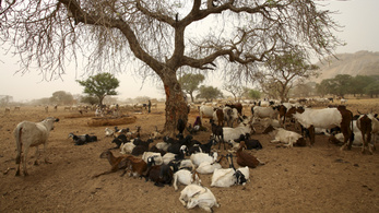 Csád állatokkal törleszti 82 millió fontos tartozását Angolának