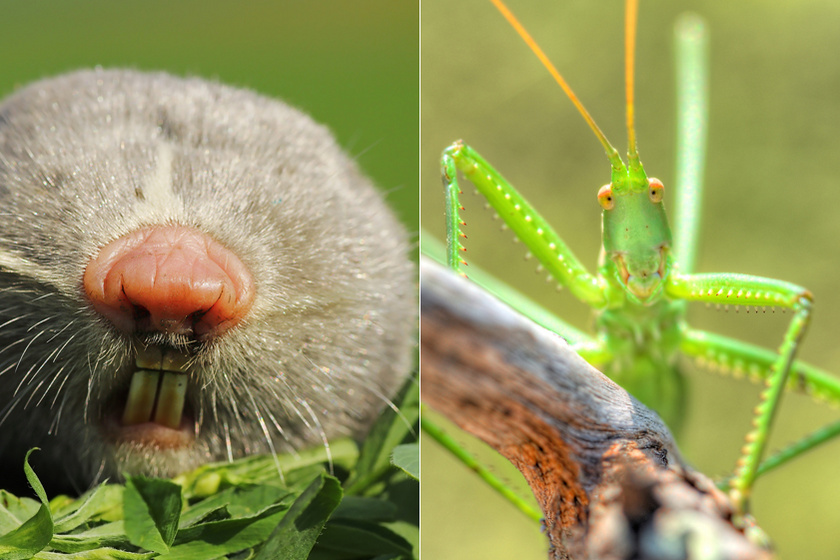 9 furcsa külsejű állat, amivel Magyarországon is találkozhatsz: ilyen közelről még sosem láthattad őket