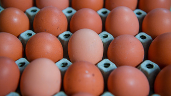 A tojást érdemes hipós vízben áztatni, javasolja az országos tisztifőorvos