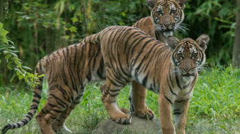 Koronavírusos a bronxi állatkert tigrise