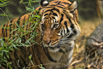 Megvizsgálták a köhögő tigrist: kiderült, hogy elkapta a koronavírust