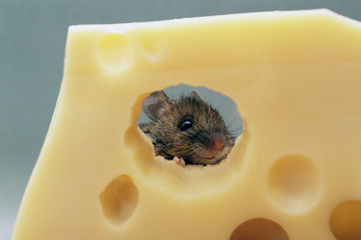 Irtó cuki dolog került ki az egerek érzelmeiről: a tudósokat is lenyűgözte