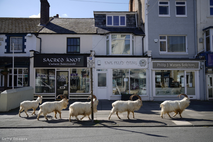 Hegyi kecskék barangolnak Llandudno utcáin Walesben 2020. március 31-én