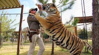 Újra kinyit a Tiger King sorozat állatkertje