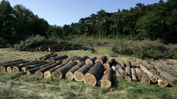 A kormány azt ígéri, kevesebb lesz a tarvágás a magyar erdőkben
