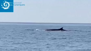 A bálnák jól érzik magukat a lecsendesedett vizekben a francia partoknál