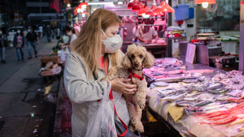 Lekerülhetnek a kutyák a kínai haszonállatok listájáról