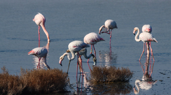 A baráti kapcsolatok a flamingók számára is nagyon fontosak