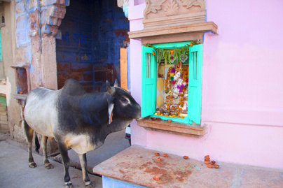 Itt bárhová bemehet, bármit megtehet egy tehén, amit csak akar: miért tisztelik szent állatként Indiában?