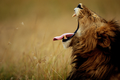 Szokatlan viselkedésen kapta az oroszlánokat egy őr a kihalt nemzeti parkban