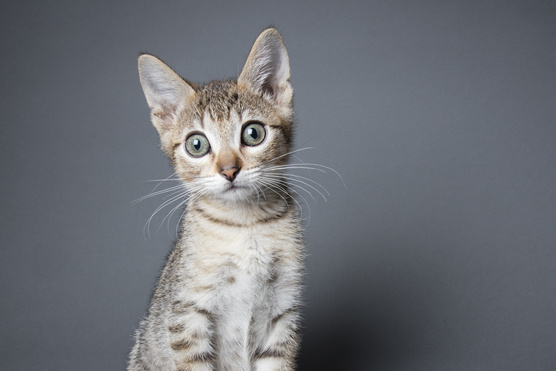 Mi az a kis zseb a macskák fülén?