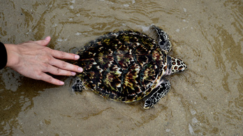 Több fészket tudnak rakni a tengeri teknősök a lezárások miatt