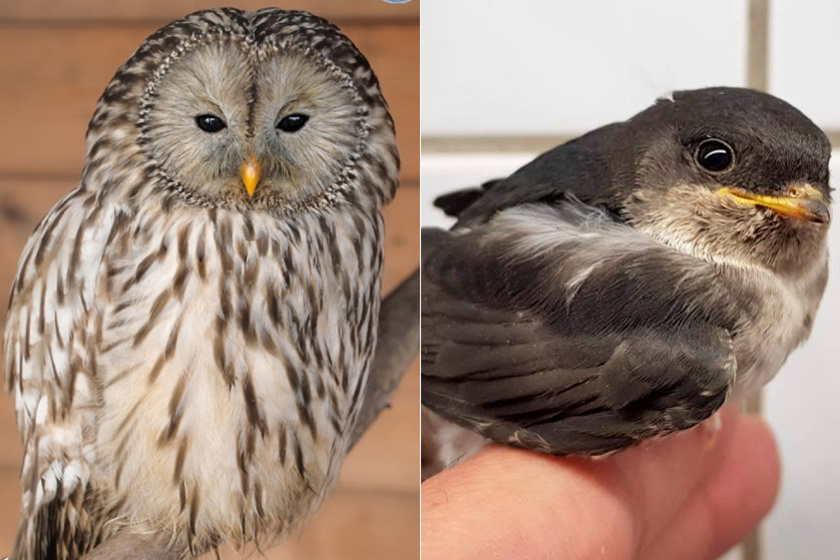 Szívmelengető látni a gyógyult madár első repülését: 10 csodálatos történet a madármentőktől