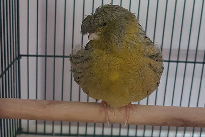 Frizurája miatt rajong a madárért az internet: imádjuk a fotóit