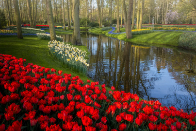 Most a legszebbek a tulipánföldek: bámulatos fotókon a tavaszi csoda