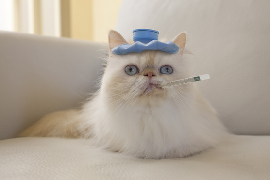Így add be a gyógyszert a macskádnak