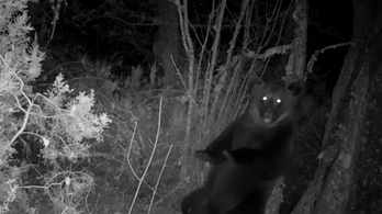 150 év után visszatért egy spanyol erdőbe a barna medve