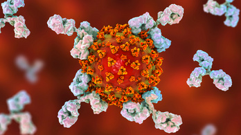 Felfedeztek egy antitestet, ami gátolja a koronavírus fertőzését