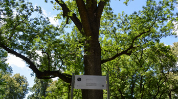 Leltárba veszik a budapesti fákat