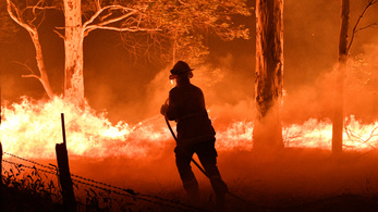 Komoly hatása volt az esőerdők kivágásának az ausztrál bozóttüzekre
