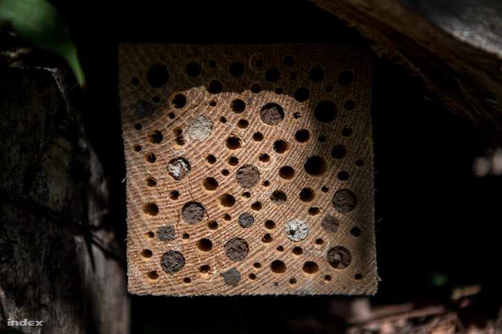 Méhecskehotel vagy darázsgarázs