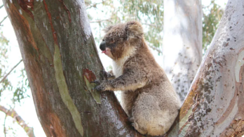 Megoldódott a koalák ivásának rejtélye