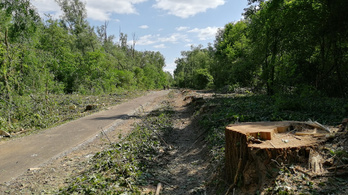 Kegyetlenül irtják a fákat az eddig őserdőnek nevezett bicikliútszakasz mellett, Keszthelynél