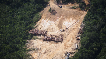 Újra rekordtempóban pusztítják a brazíliai esőerdőket