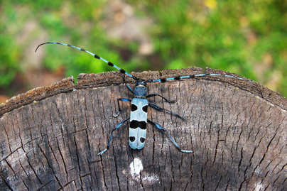 Kvíz! Hogy hívják ezt a különös bogarat? Most kiderül, mennyire ismered az apró rovarokat