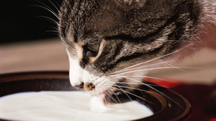 Szabad tejet adni a macskának?