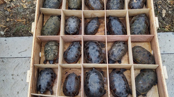 15 ezer teknőst találtak Kínába címzett ládákban Mexikóban