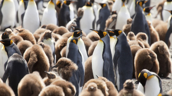 Kéjgázt termelnek a királypingvinek az Antakrtiszon egy dán tanulmány szerint