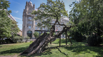 Leteszteltük az appot, ami közel hozza a budapesti fákat