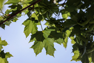 A korai juhar nagyon gyakori, őshonos erdei fa, a levelege jellegzetesen csipkés