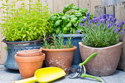 8 gyógynövény, ami egy balkonládában is termeszthető: nyáron már teát készíthetsz belőlük