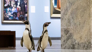 Három műkedvelő pingvin meglátogatott egy bezárt múzeumot