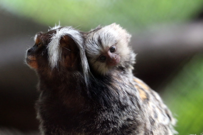 Le sem szállnak apjuk hátáról a selyemmajomikrek - A miskolci állatkertben születtek