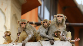 Majmok lopták el koronavírusos betegek vérmintáit Indiában