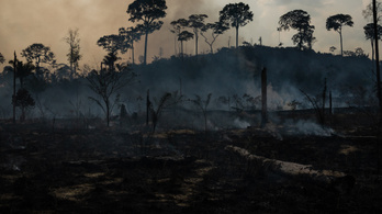 Hat másodpercenként egy focipályányi esőerdő égett le 2019-ben