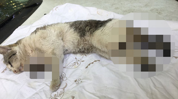 Három lábát levágták az udvarra bevánszorgott macskának