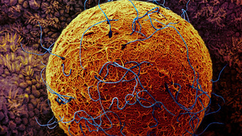 A petesejt válogat a spermiumok között