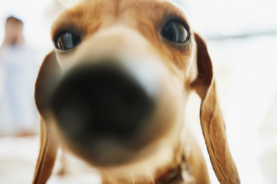 Így pózolt a kutyus saját, miniatűr másával: imádni valóan cuki fotók