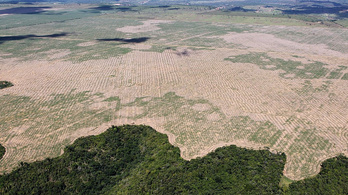 Több mint 10 ezer négyzetkilométer esőerdőt irtottak ki tavaly Brazíliában