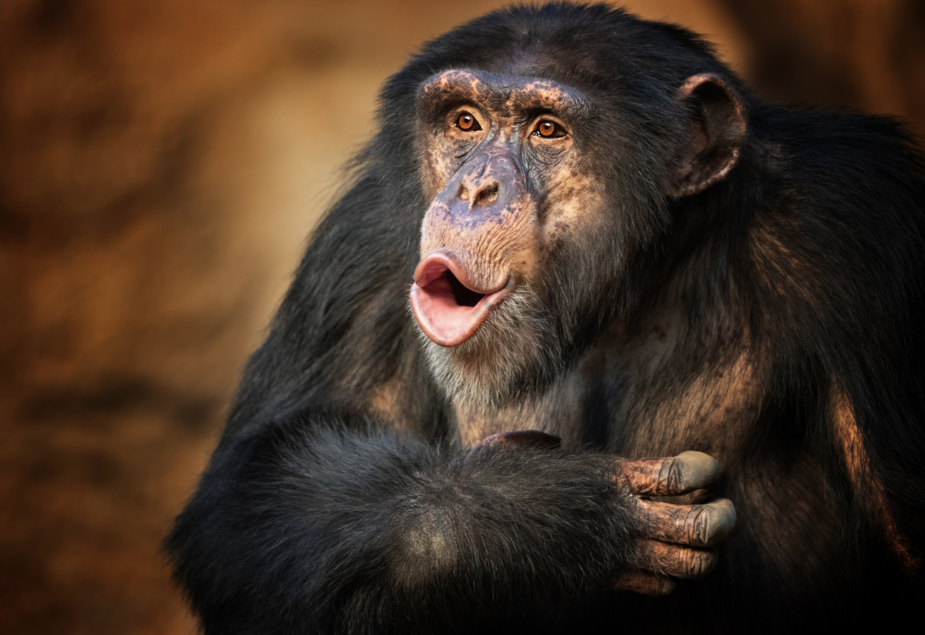 Csimpánzok szívcsontja