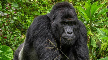Megölték a turistacsalogató ugandai gorillát