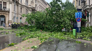 Budapest főkertésze: Hiába tudták, hogy veszélyes az Alkotmány utcai fa, politikai okok miatt nem lehetett kivágni